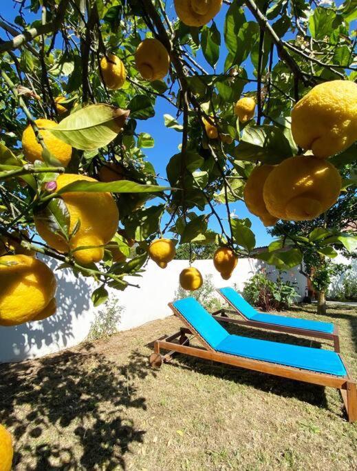 Terra Da Lagoa - Villa Near The Beach & Lagoon Nadadouro Bagian luar foto